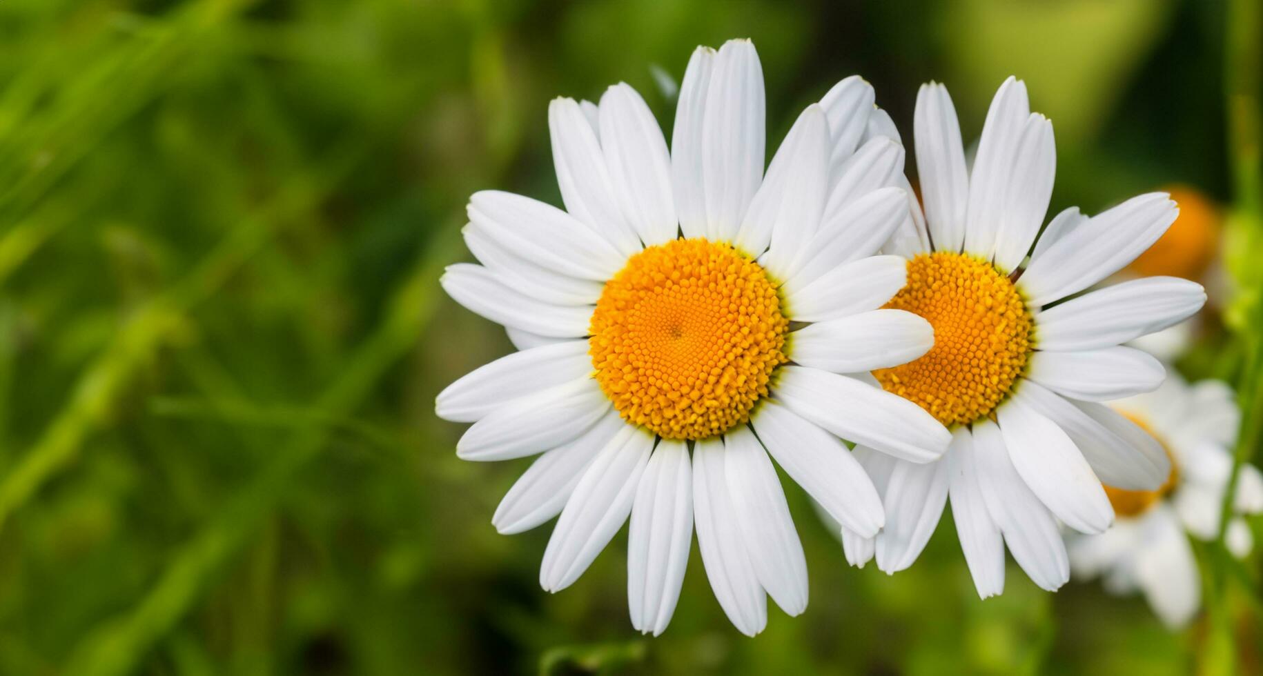 daisy vit blommor på en vit bakgrund minimalistisk foto