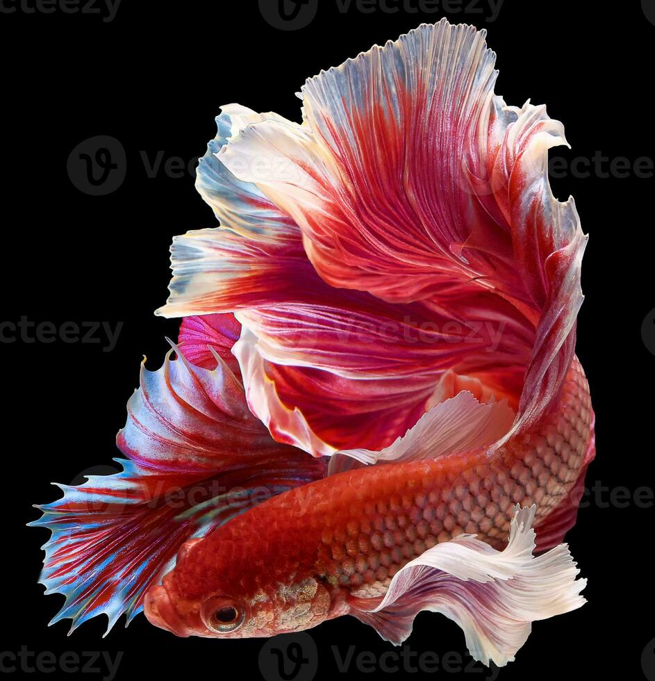 röd vit siamese stridande fisk fint halvmåne betta, den rör på sig ögonblick skön av betta fisk i thailand. betta splendens pla-kad, isolerat på svart bakgrund. foto