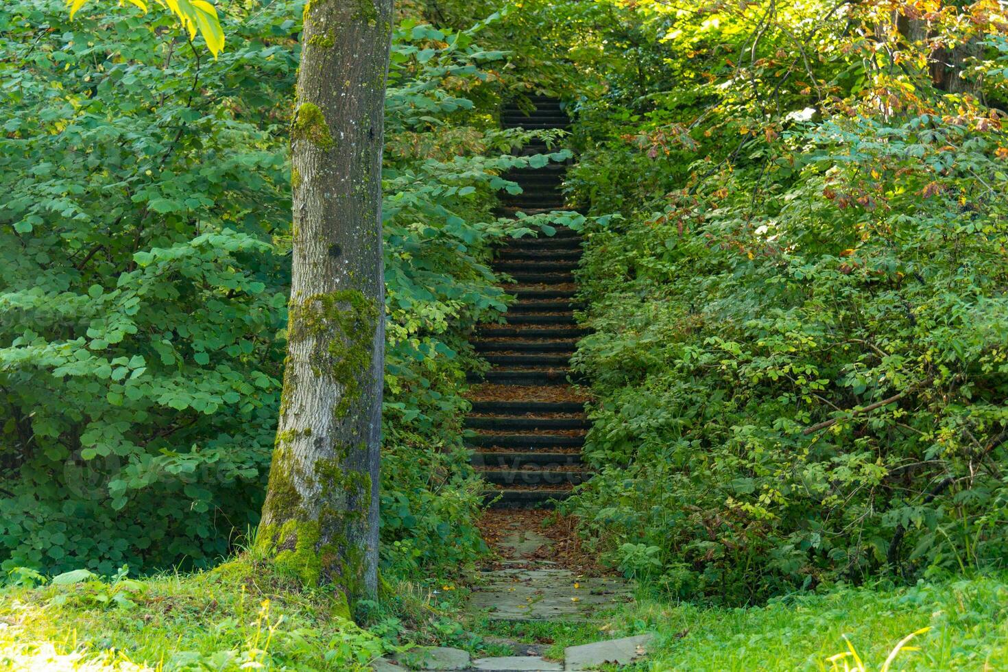 mystisk sten trappa i de grön tät skog. konstig steg bland träd foto