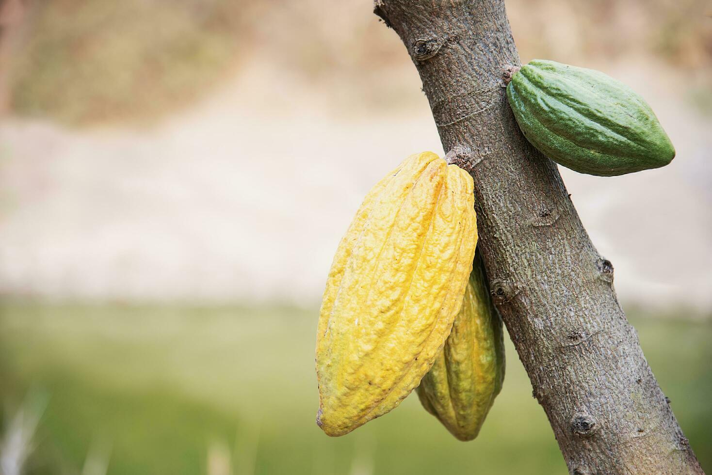 kakao frukt trädgård, tropisk jordbruks bakgrund foto