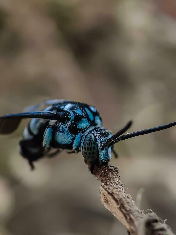 blå thyreus insekt foto