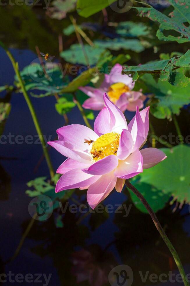 närbild skön indisk lotus blomma i damm.rosa stor lotus blomma bakgrund lilja flytande på de vatten. foto