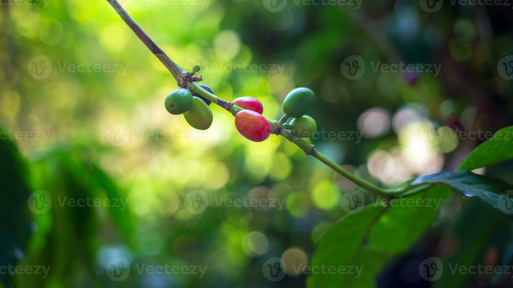 närbild av röd kaffe bönor mognad, färsk kaffe, röd bär gren, lantbruk på kaffe träd foto