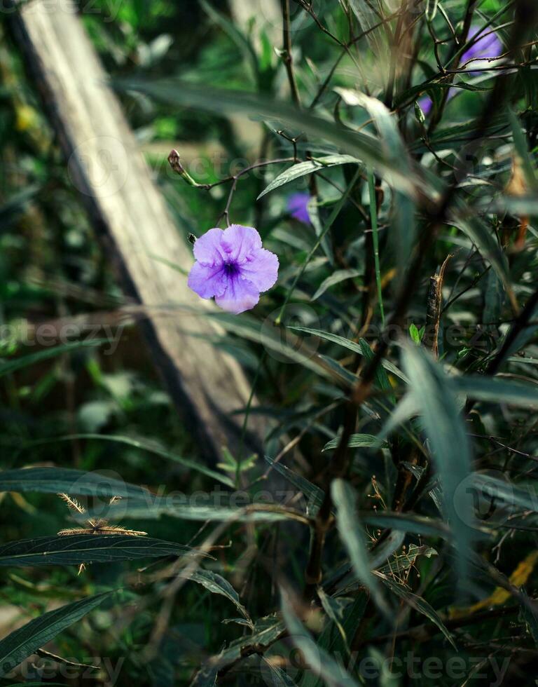 lila ruellia tuberosa blomma skön blomning blomma grön blad bakgrund. vår växande lila blommor och natur kommer Levande foto