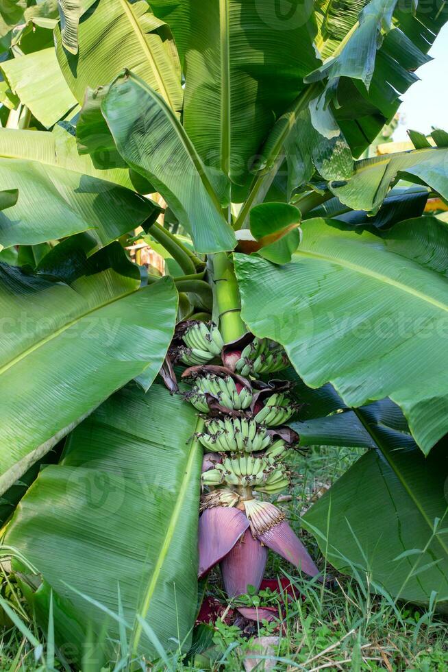 banan blomma eller banan kål på banan träd. foto