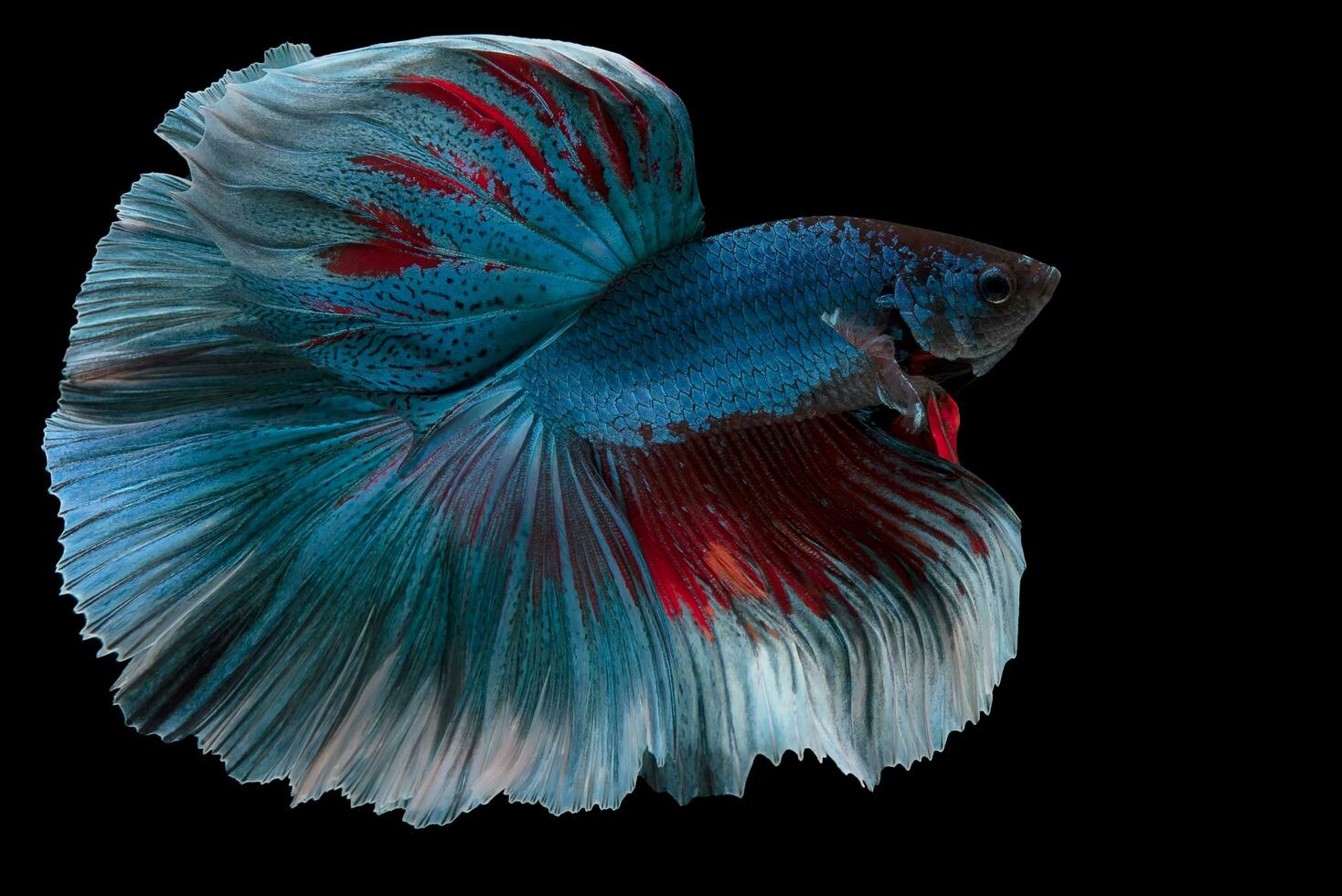 stänga upp av blå röd betta fisk. skön rörelse av siamese stridande fisk, betta splendens isolerat på svart bakgrund, studio skott. foto