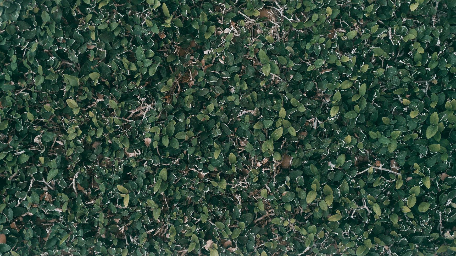 tropisk grön blad bakgrund foto