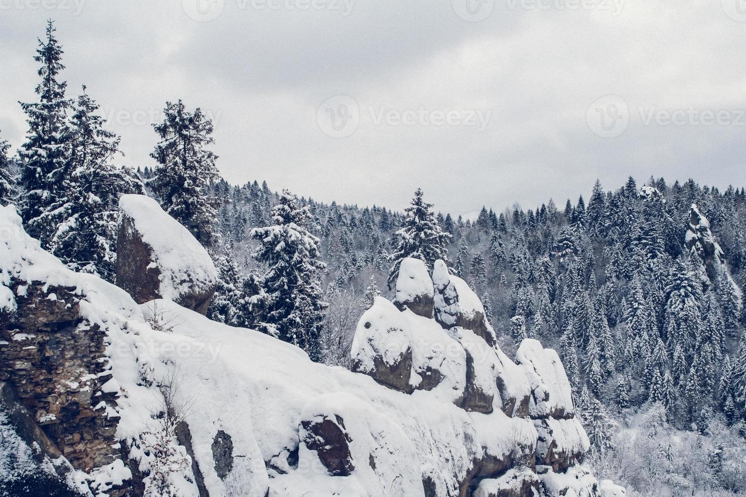 grupp snötäckta granar. snötäckt skog i bergen foto