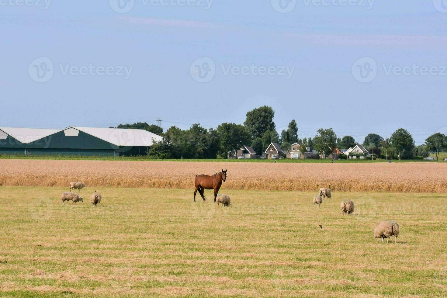 en häst och får i en fält foto