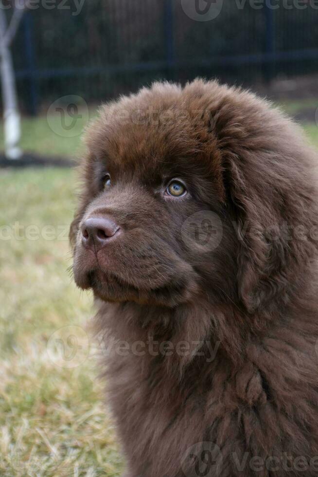 fantastisk profil av en choklad brun newfoundland valp foto