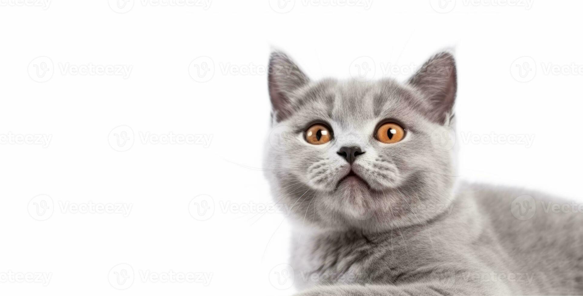 söt brittiskt kort hår katt kattunge porträtt på vit bakgrund i studio. generativ ai foto