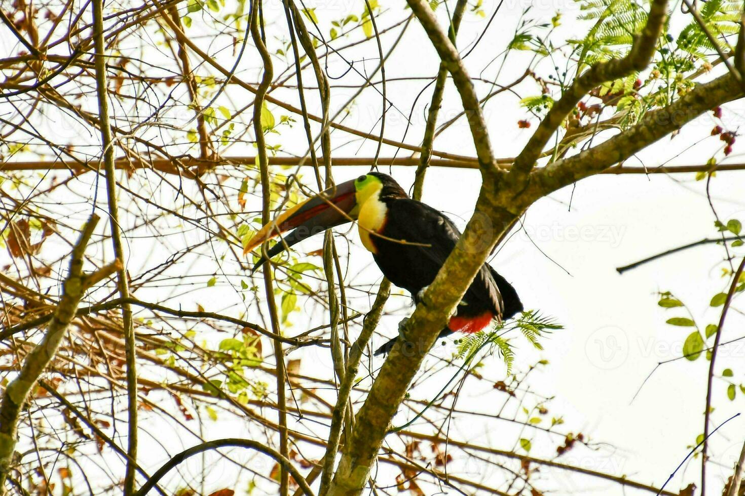 en toucan uppflugen på en träd gren i de skog foto
