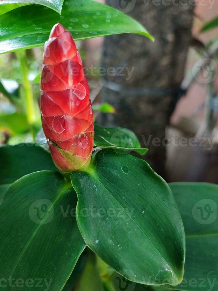 indisk huvud ingefära, eller costus spicatus, också känd som taggig spiral flagga ingefära, växer i en trädgård mot en bakgrund av grön lövverk. foto