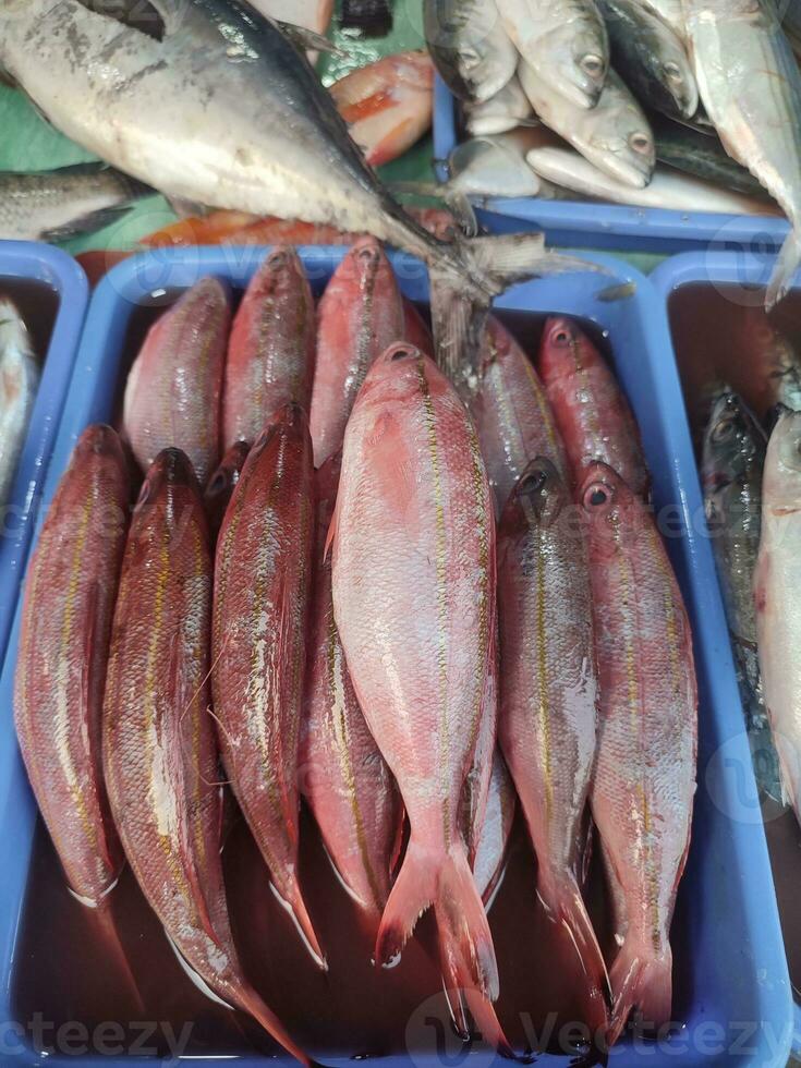 saltvatten fisk och sötvatten fisk handlas i traditionell marknader i jakarta foto