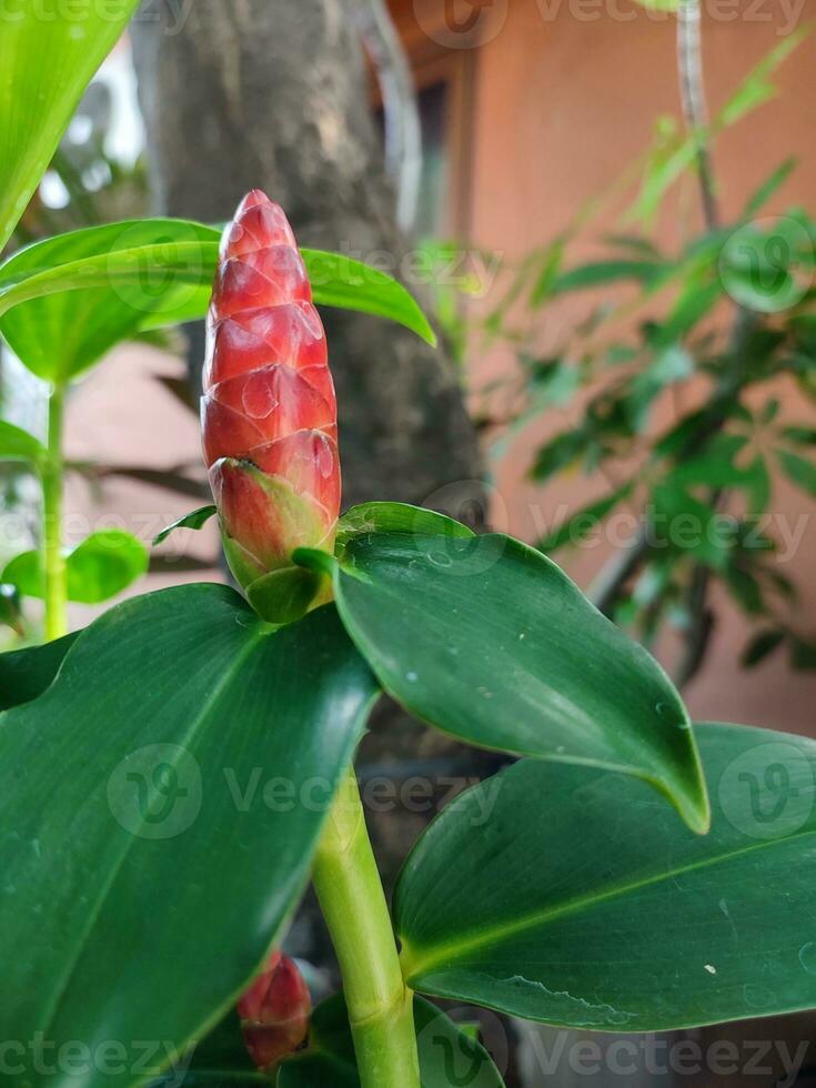 indisk huvud ingefära, eller costus spicatus, också känd som taggig spiral flagga ingefära, växer i en trädgård mot en bakgrund av grön lövverk. foto