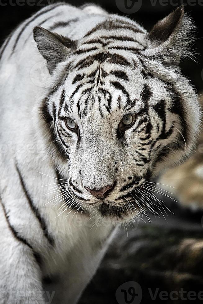 vit tiger indonesien arter av sumateran tiger foto