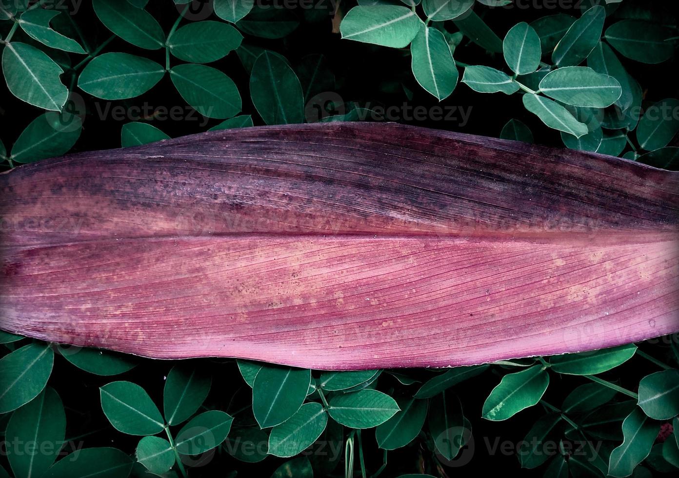 tropiska löv med bakgrund horisontellt gammalt blad foto