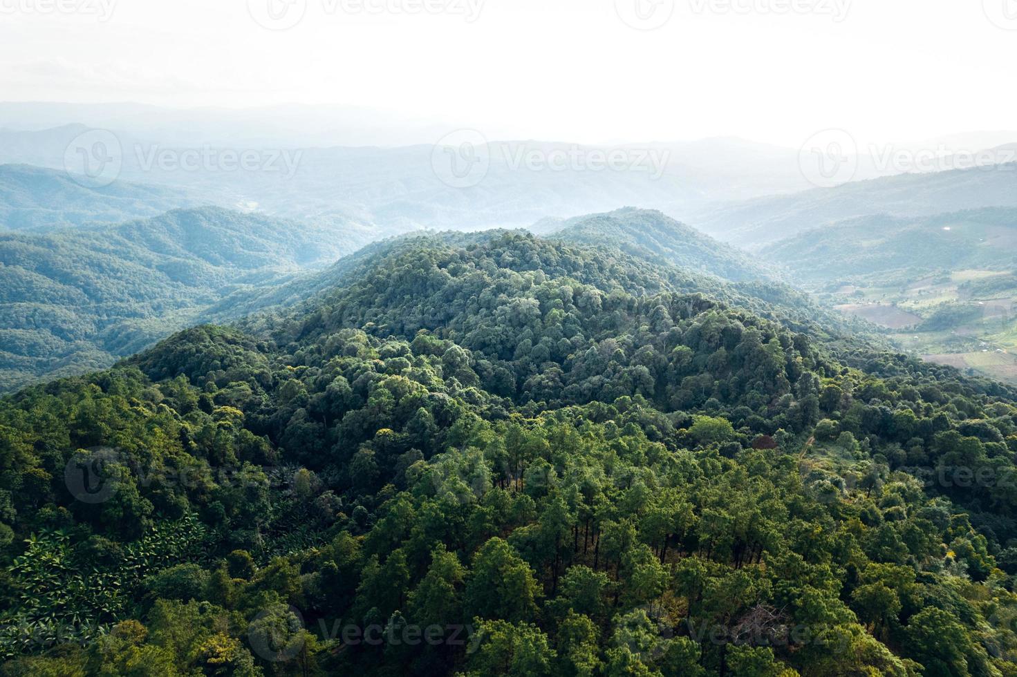berg och sommargröna skogar foto