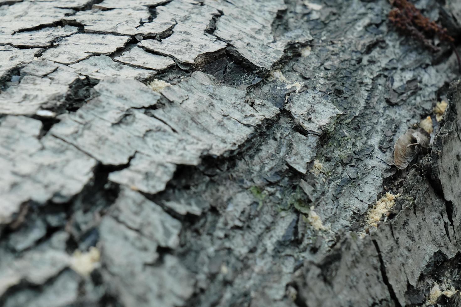 grå tall trädstam textur, grå texturerad bark närbild foto