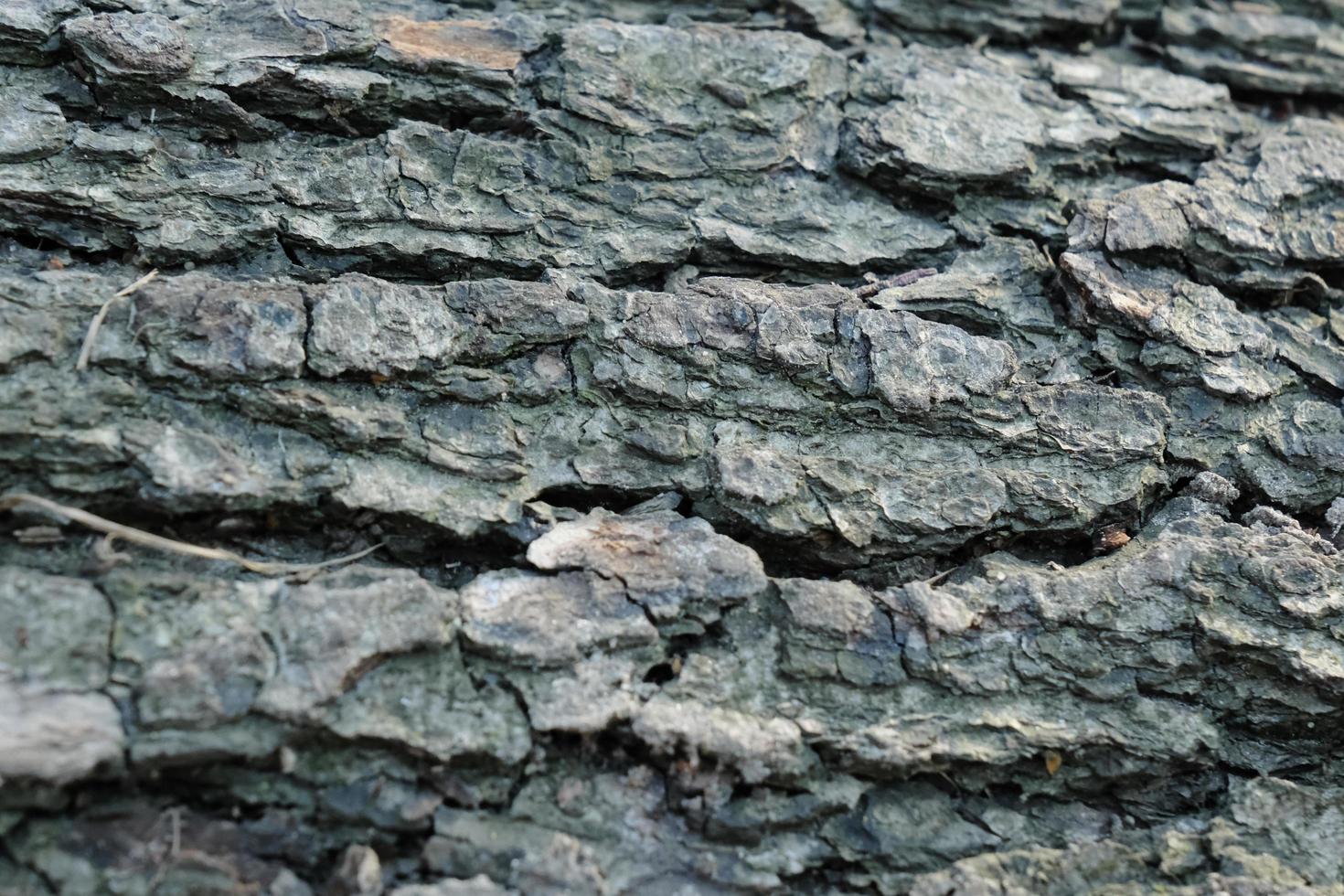 grå tall trädstam textur, grå texturerad bark närbild foto