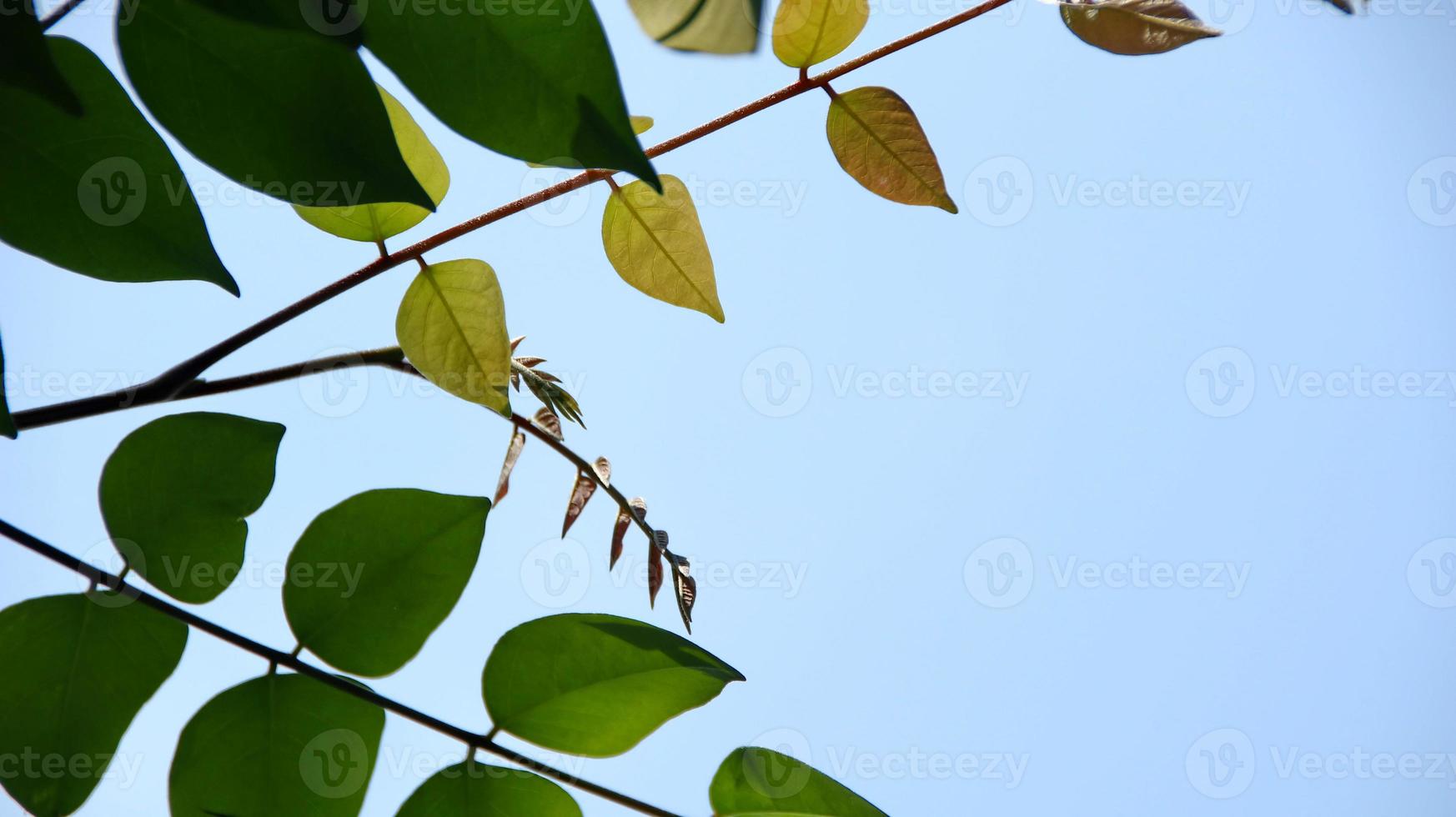 närbild vacker utsikt över naturen gröna blad på suddig grönska foto