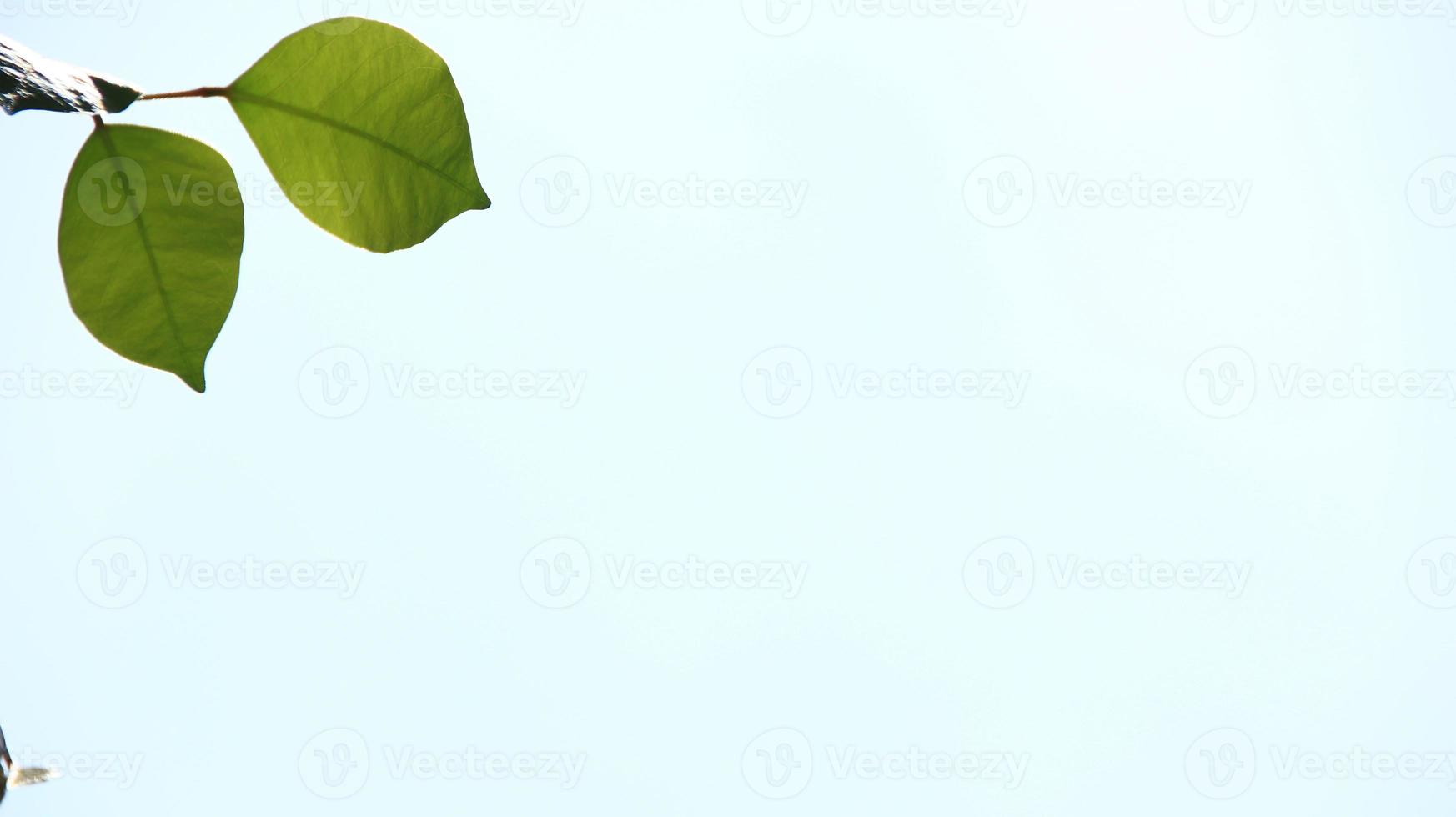 närbild vacker utsikt över naturen gröna blad på suddig grönska foto