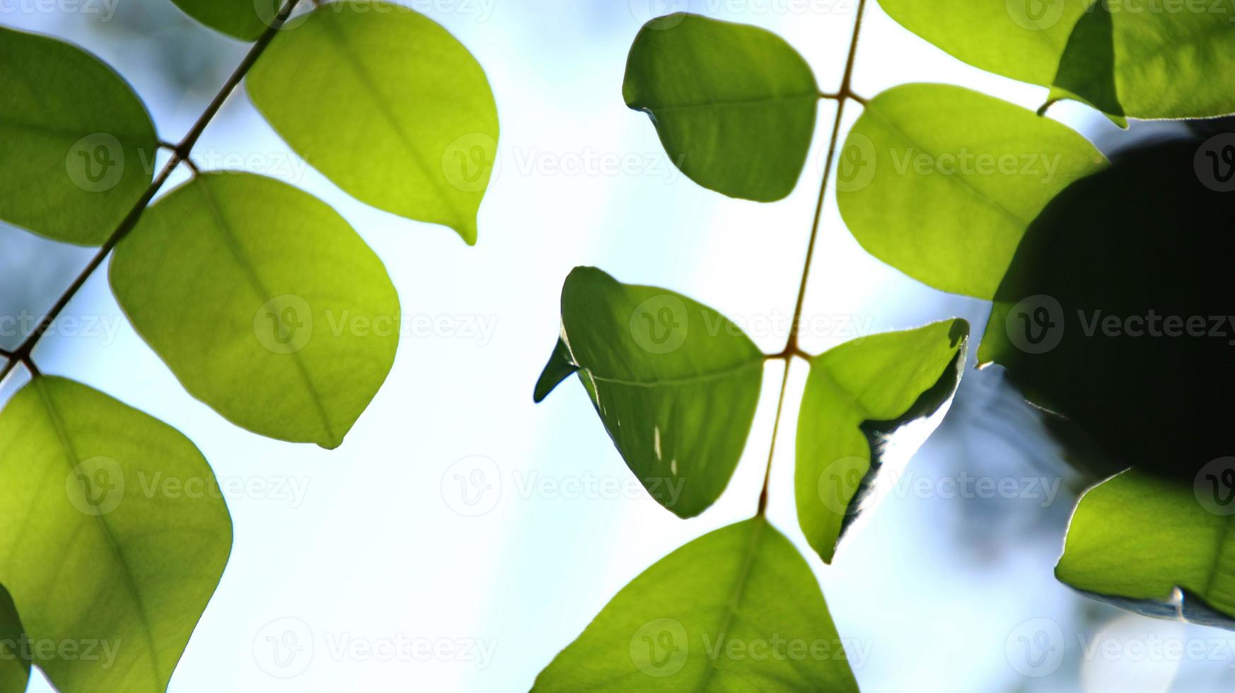 närbild vacker utsikt över naturen gröna blad på suddig grönska foto