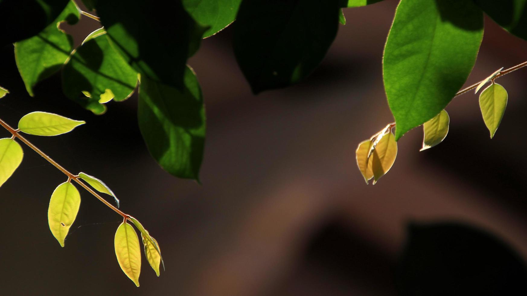 närbild vacker utsikt över naturen gröna blad på suddig grönska foto