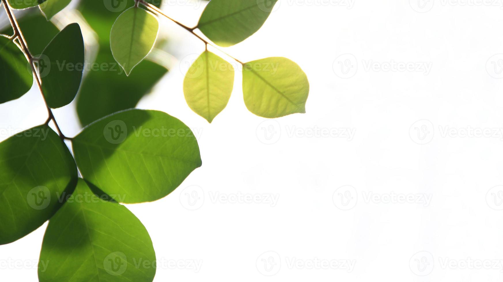 närbild vacker utsikt över naturen gröna blad på suddig grönska foto