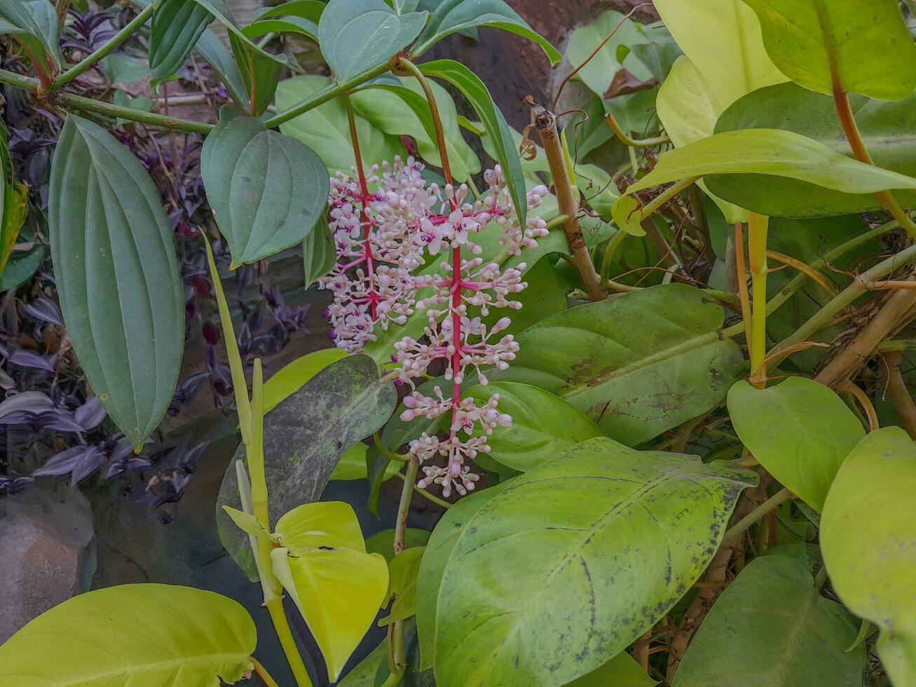 blomma växter i de trädgård foto