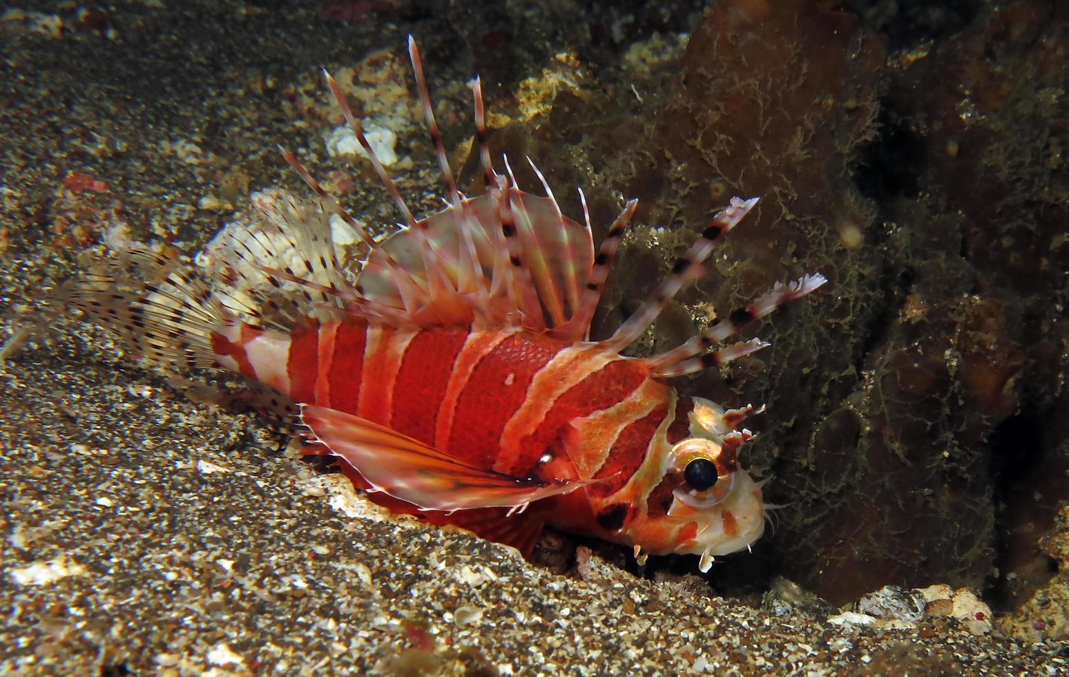 farlig lejonfisk i havet. foto