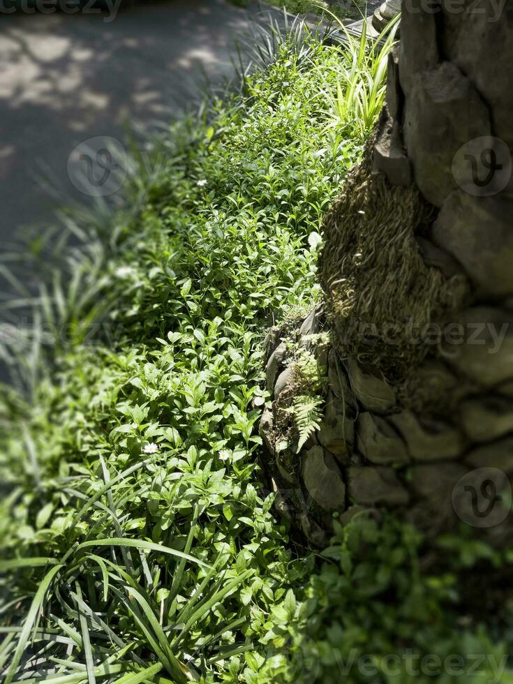 tropisk trädgård med Fantastisk växter och blommor foto