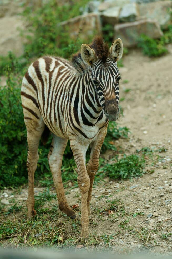 porträtt av zebra i Zoo foto
