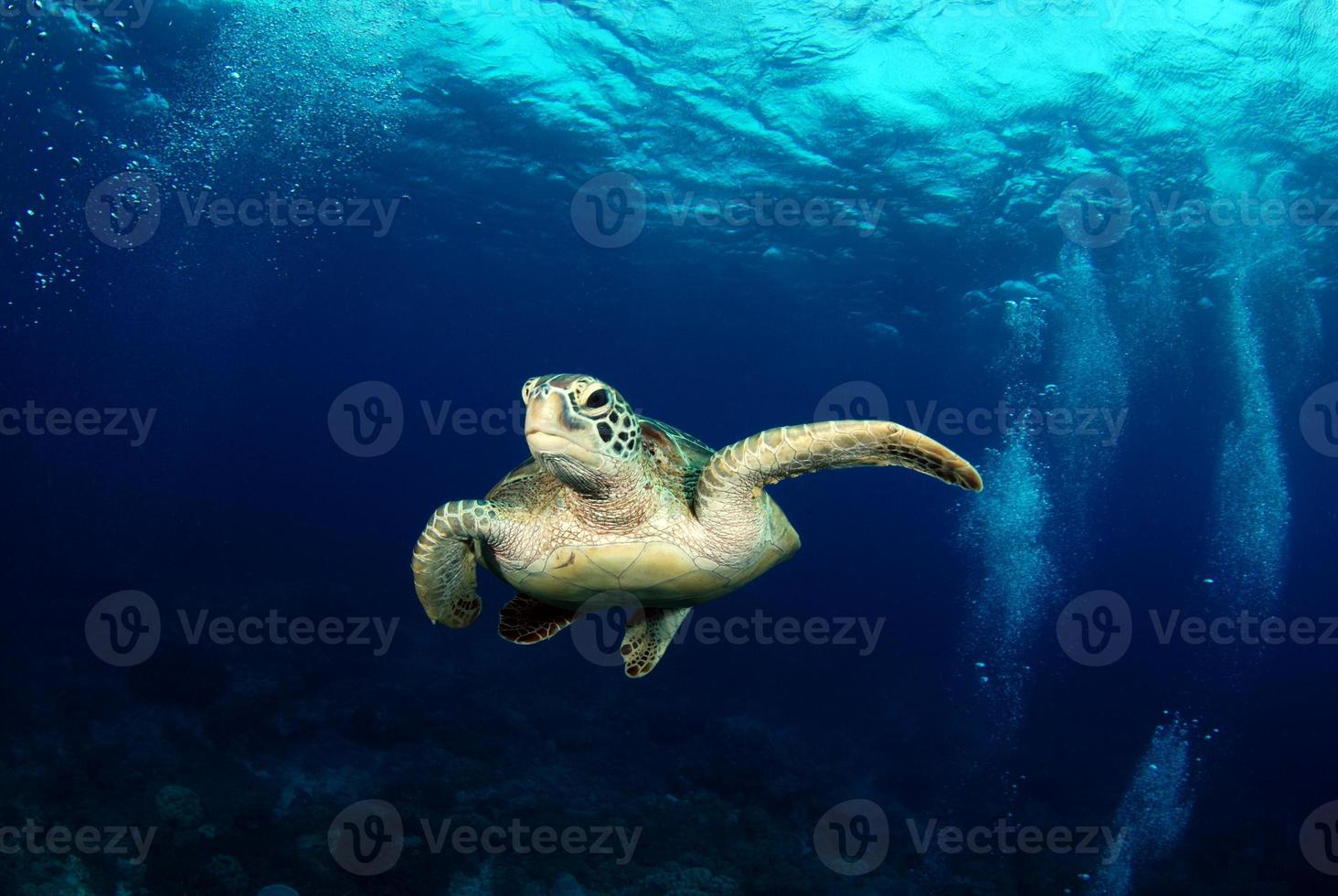grön havssköldpadda nära apo island. foto