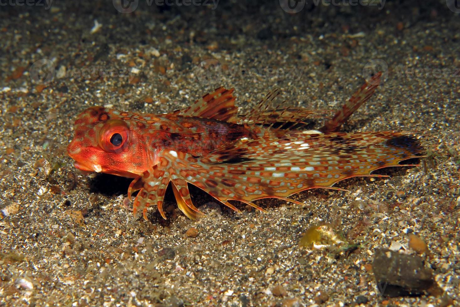 flygande gurnard fisk på havsbotten. foto