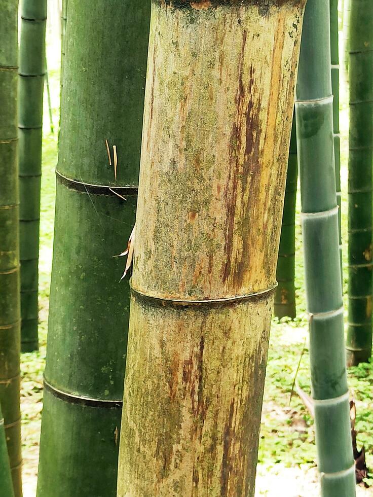 bambu skog bakgrund grön, tillväxt, foto