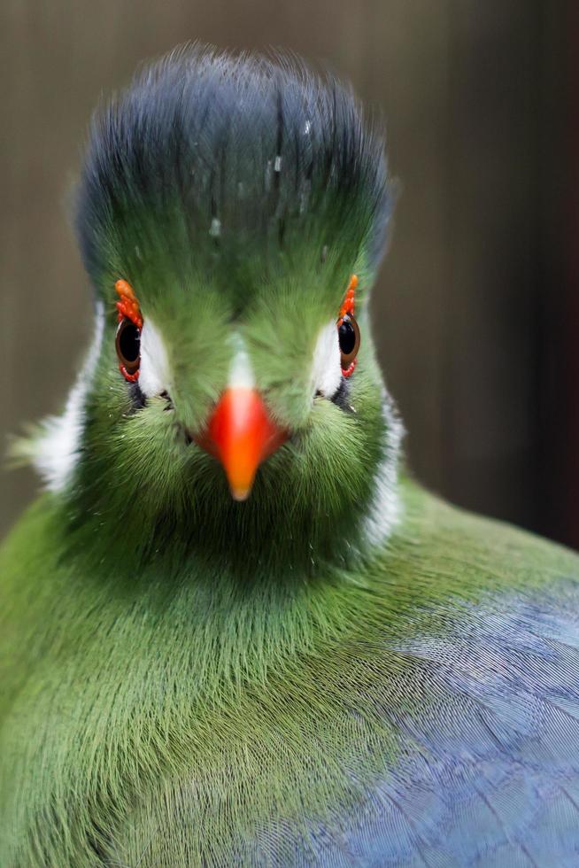 grön turakofågel foto