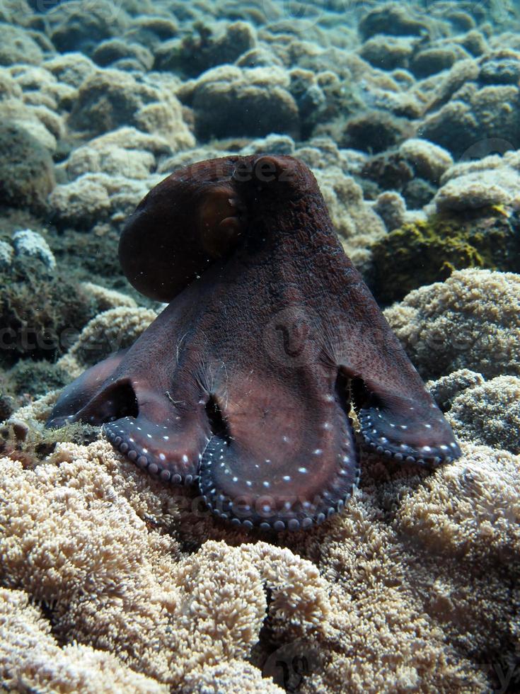 dag bläckfisk simmar längs ett korallrev. foto