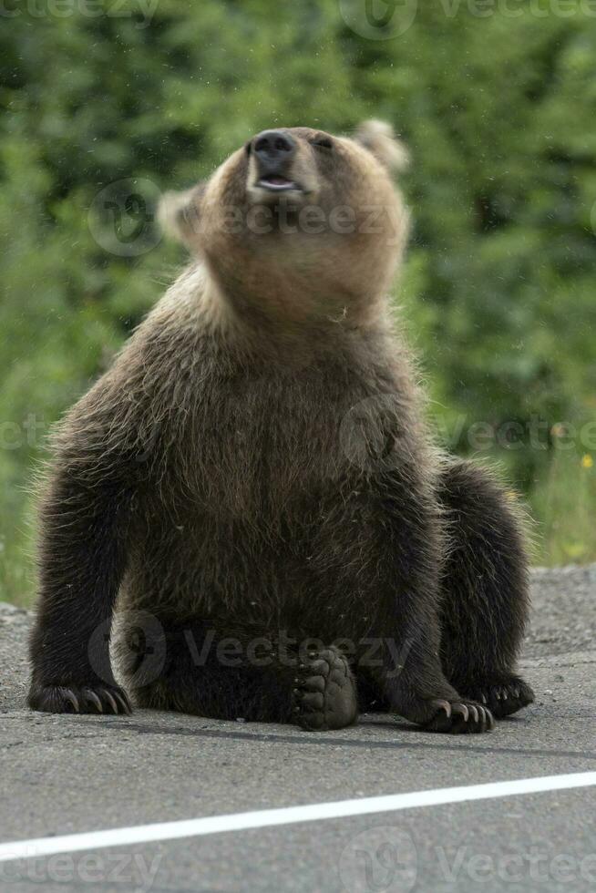 ung brun Björn vinka dess huvud skrämma myggor. fläck, vild djur- i rörelse foto