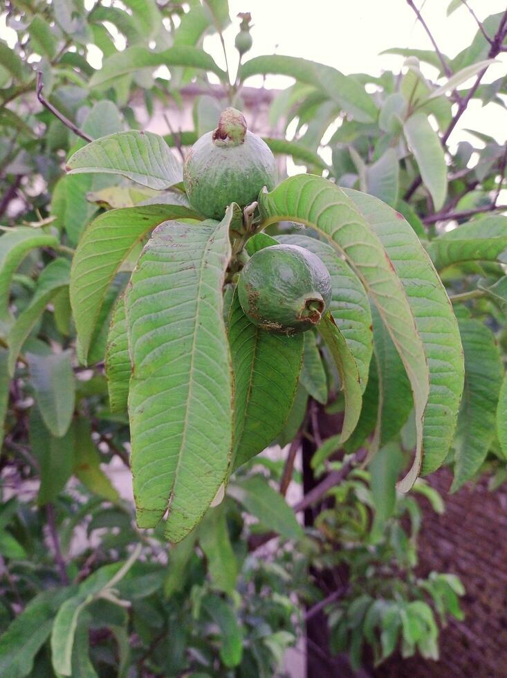 närbild av en guava träd foto