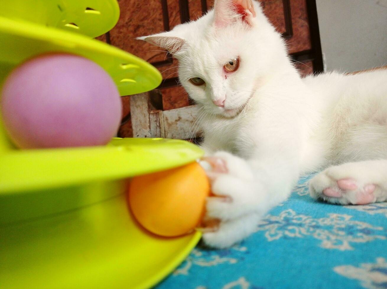 vit katt spelar med leksak foto
