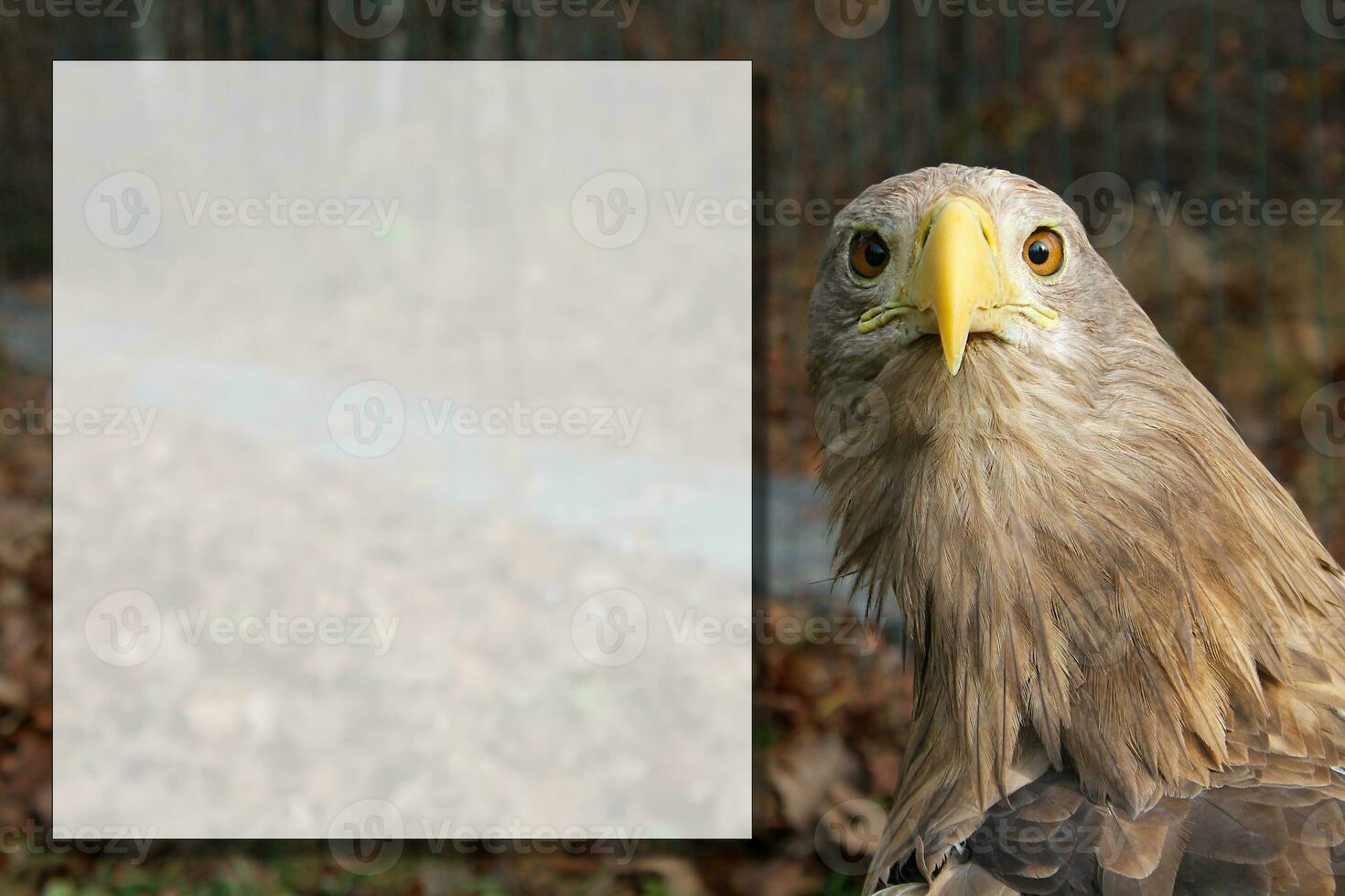 vuxen vit tailed Örn porträtt i profil i de vild med ram. kopia plats med haliaeetus albicilla, aka de ern, erne, grå Örn, eurasian hav Örn, vit tailed hav Örn stänga upp foto