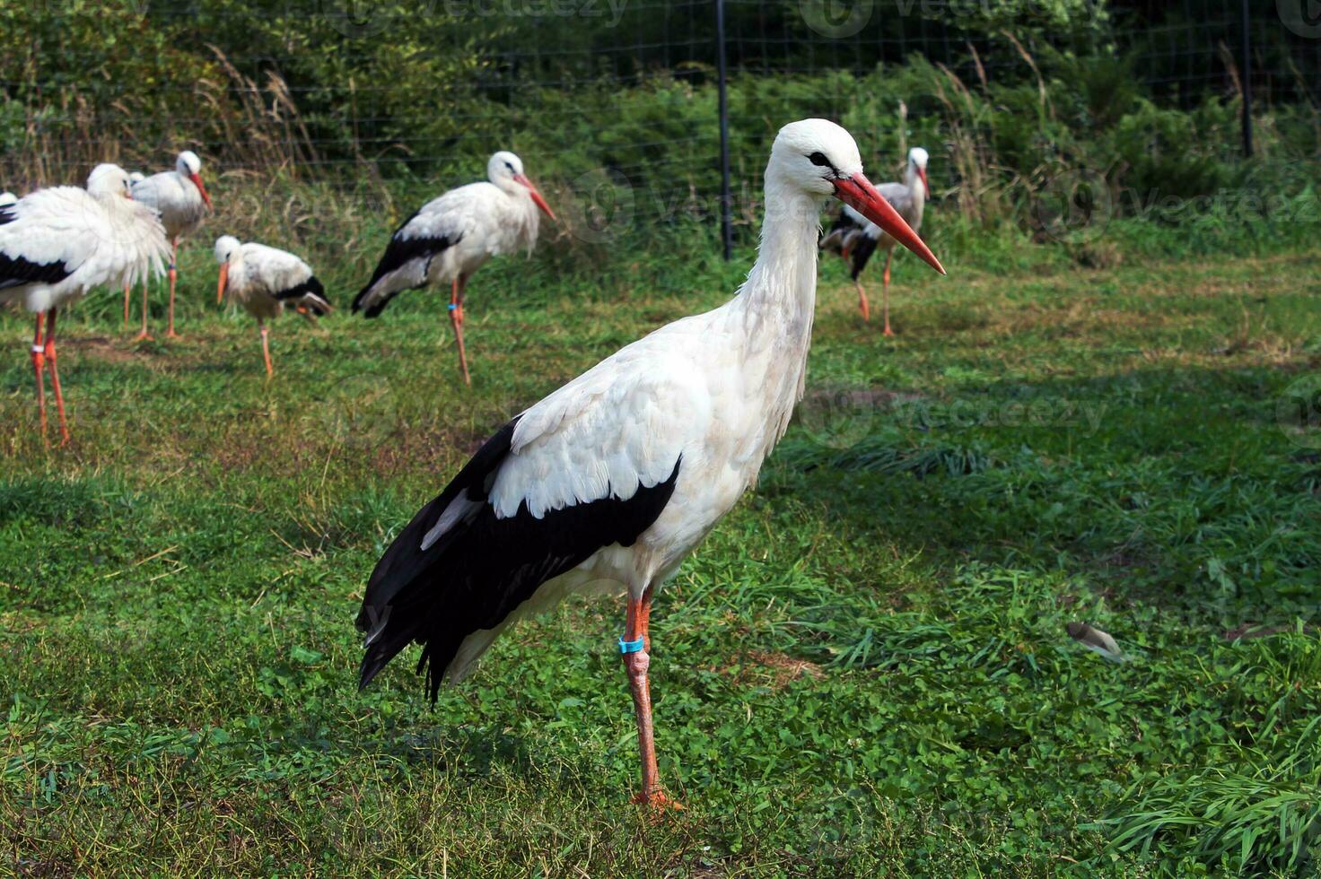 vit stork, ciconia ciconia, på en grön äng. de fågel den där ger bebisar. rehabilitering Centrum för djur foto