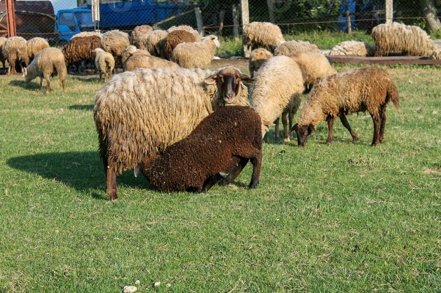 flock av får betning i äng på solnedgång på grön bete. idyllisk solnedgång foto