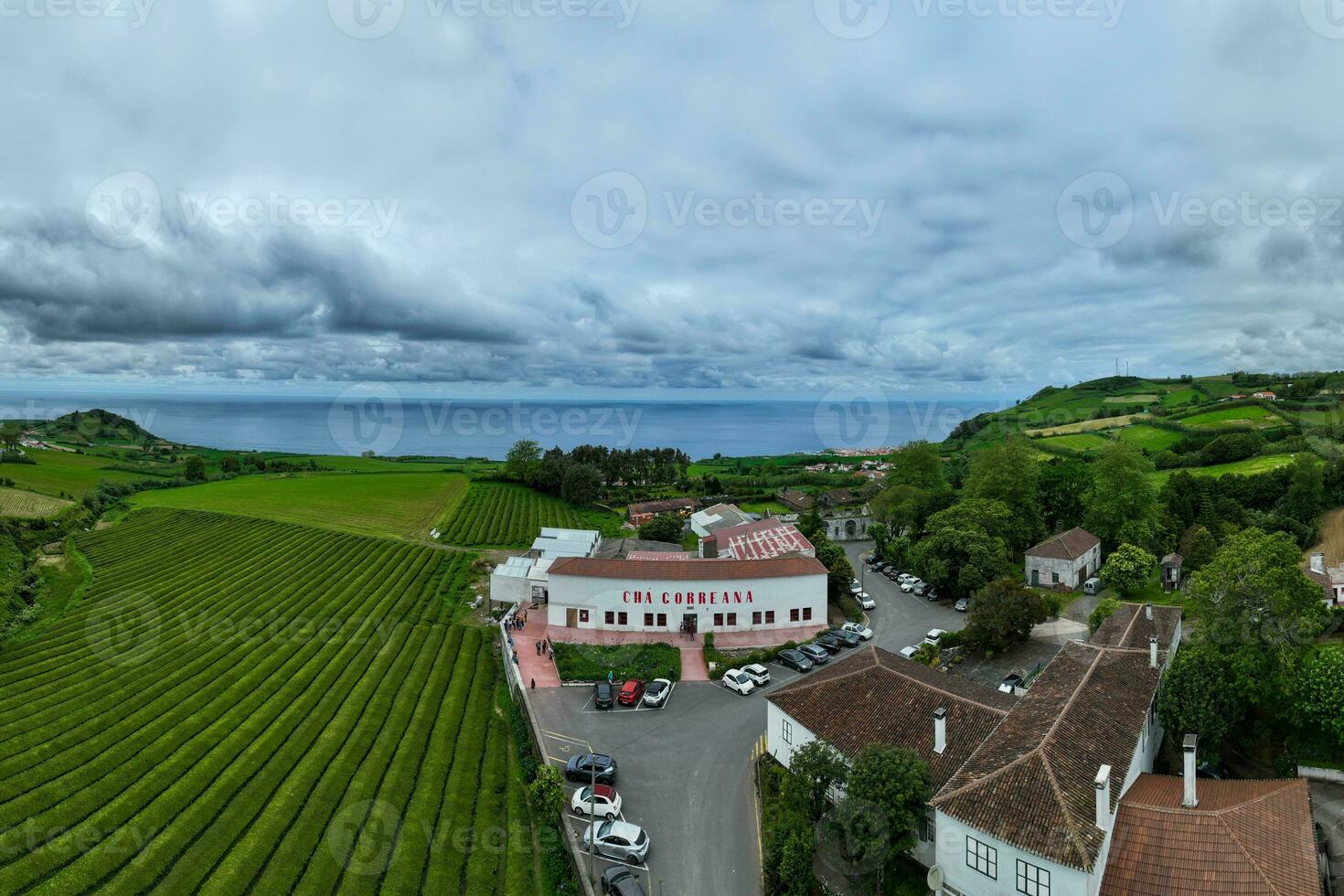 cha gorreana te plantage - portugal foto