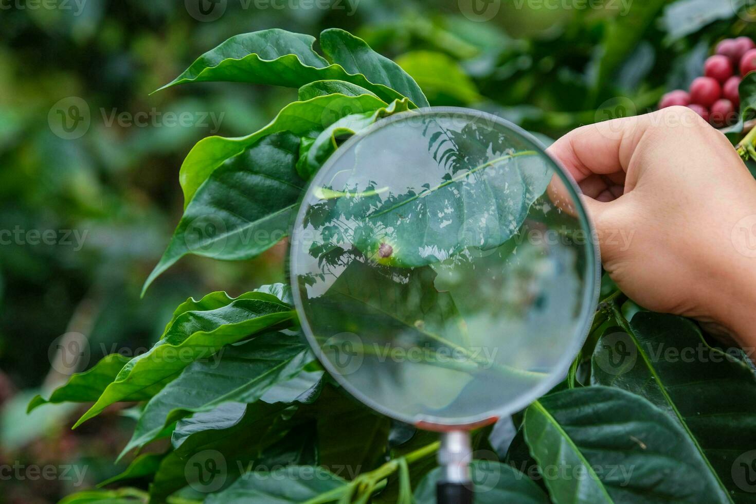 beskurna skott av modern jordbrukare innehav förstorande glas ser på kaffe sjuklig löv på kaffe växt och granskning mogen kaffe bönor på kaffe plantage. foto