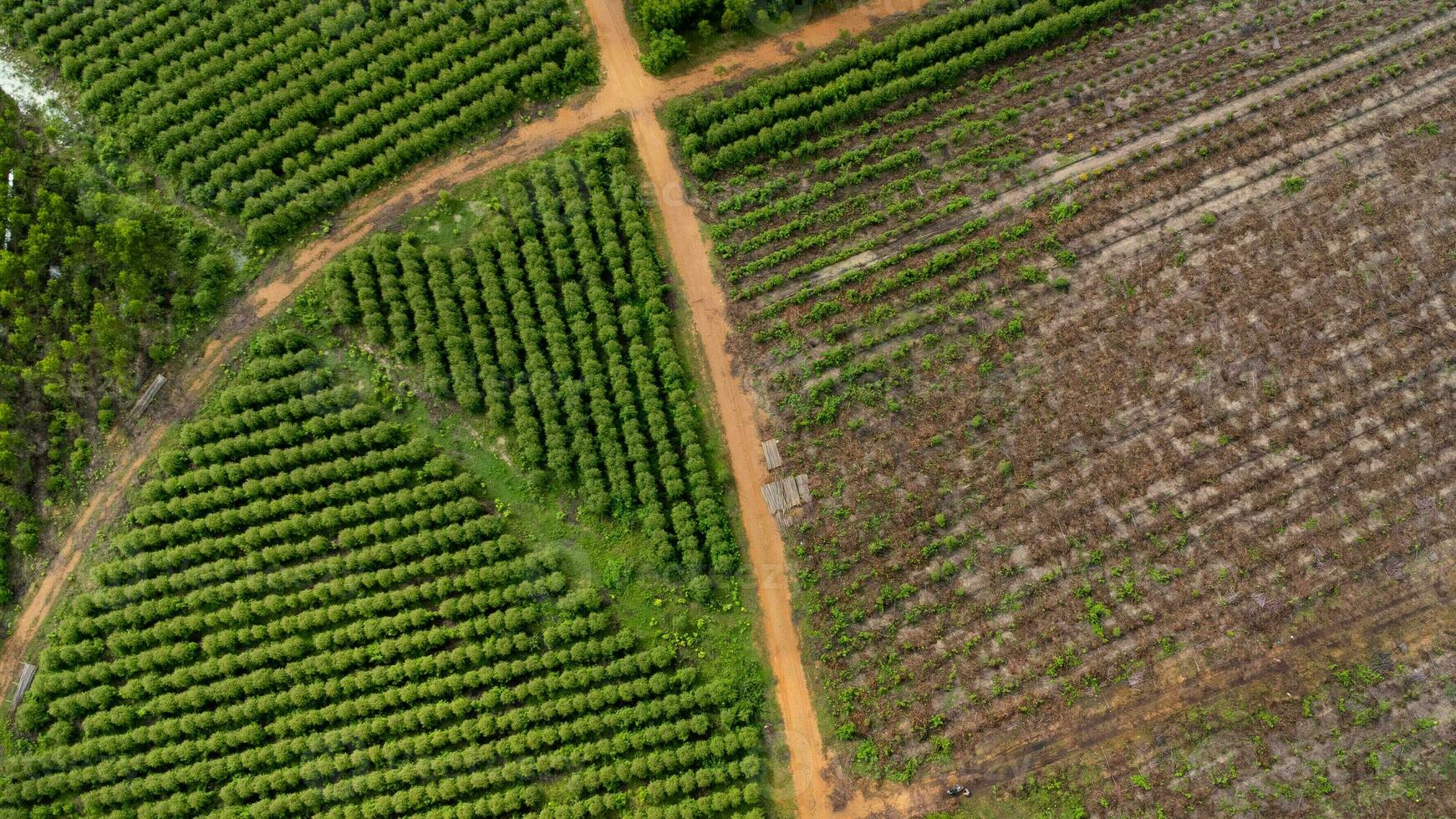 antenn se av en smuts väg den där nedskärningar genom de skön grön utrymmen av lantlig eukalyptus plantager. topp se av eukalyptus skog i thailand. naturlig landskap bakgrund. foto