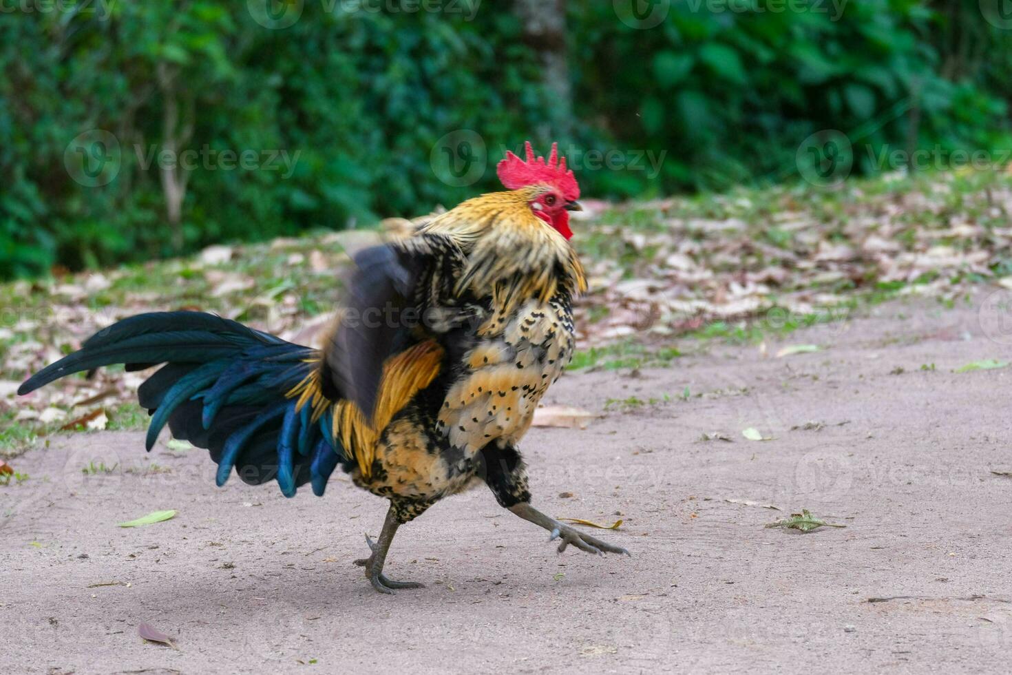 de tupp promenader fritt och plockar på de gräs. kycklingar äter korn på fri räckvidd bruka med grön gräs. foto