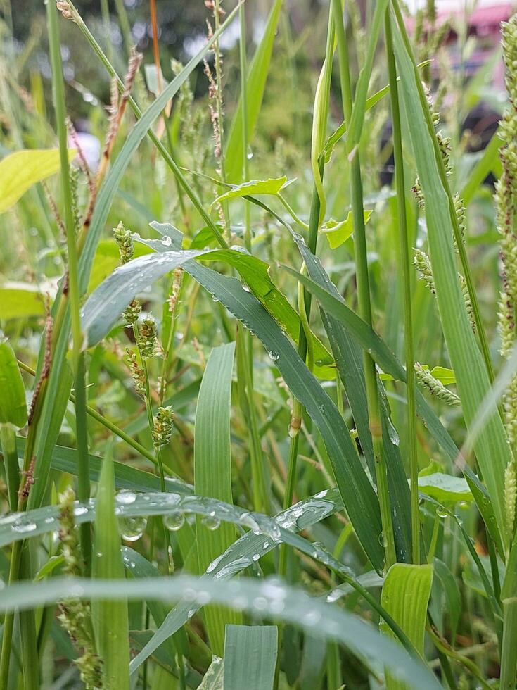 växter med dagg droppar foto