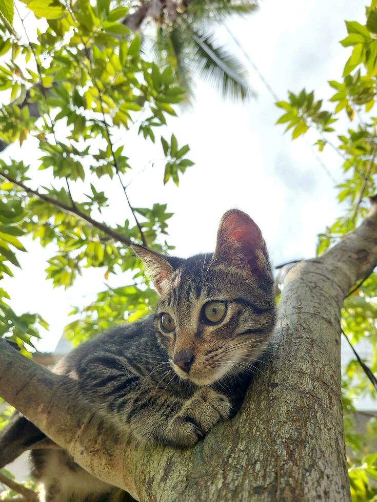 katt klättrar träd foto
